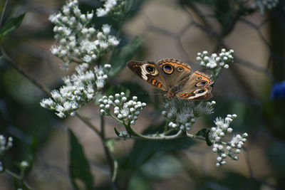 Close-up of butterfly pollinating on flower