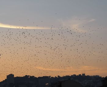 Flock of birds flying in sky