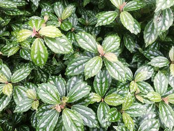 Directly above shot of plant leaves