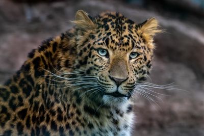 Close-up portrait of a cat