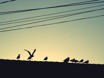 Low angle view of silhouette birds flying against clear sky