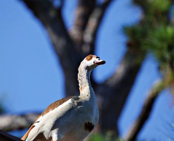 Close-up of a bird against blurred background