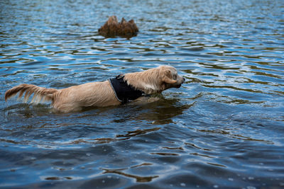 Dog running in lake