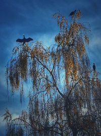 Low angle view of bird on tree against sky