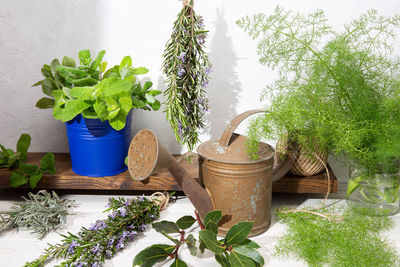 Close-up of potted plants on table