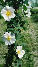 Close-up of white flowers blooming outdoors