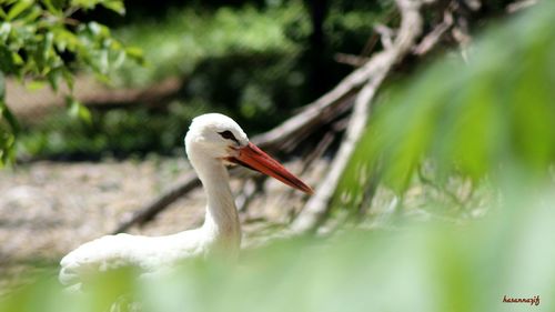 Close-up of bird