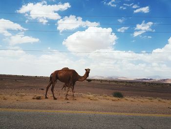 Horse cart on road