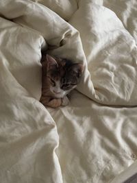 High angle view of cat resting on bed