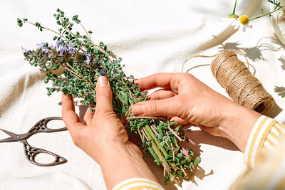 Alternative medicine.collection and drying of herbs.woman holding in her hands bunch of sage flowers
