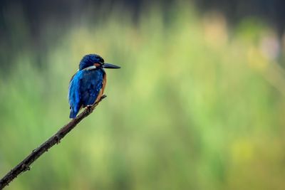 Close-up of bird perching on tree