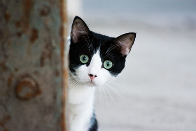 Close-up portrait of cat