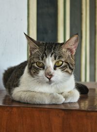 Close-up portrait of cat sitting
