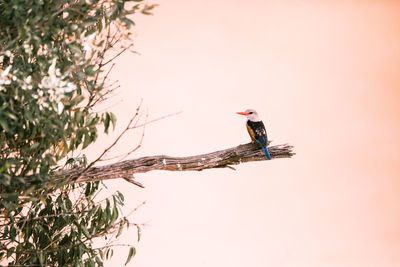 Low angle view of bird perching on a plant