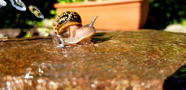 Close-up of snail in water