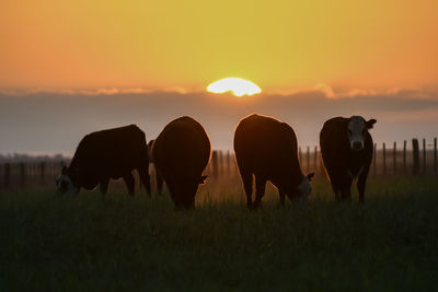 Horses grazing in a field