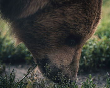 Close-up of a horse on field
