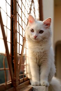 Portrait of white cat