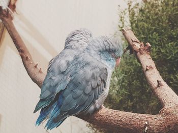 Close-up of parrot perching on tree