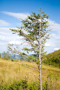 Tree on field against sky