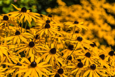 Sunflowers blooming on field