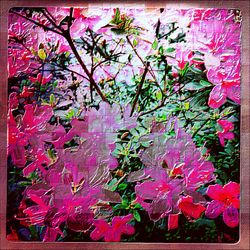 Close-up of pink flowers