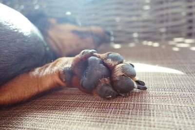Close-up of dog sleeping