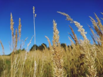 Close-up of wheat field against blue sky