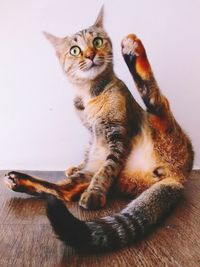 Cat looking away while sitting on floor at home