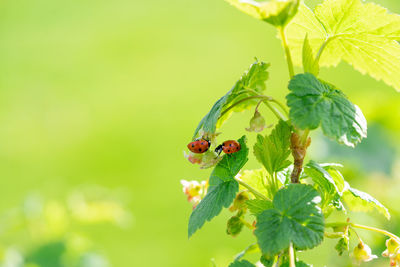 Close-up of insect on plant