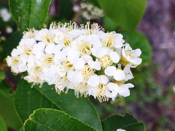 Close-up of white flowers