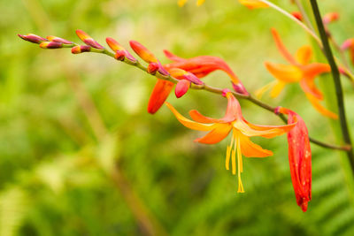 Close-up of red flowers growing on plant