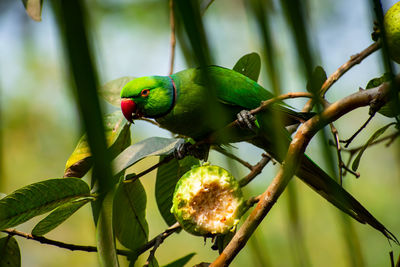 The rose-ringed parakeet, also known as the ring-necked parakeet,