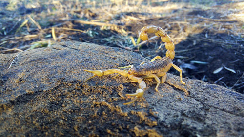 Close-up of lizard on rock