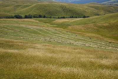 Scenic view of agricultural field