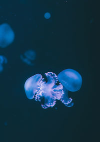 Close-up of jellyfishes swimming in sea