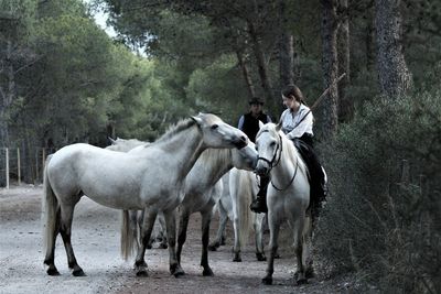 View of woman riding horse in forest