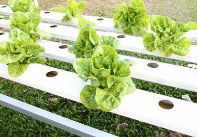 High angle view of vegetables in container