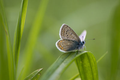 Butterfly on leaf