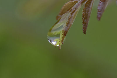 Close-up of raindrops on leaves