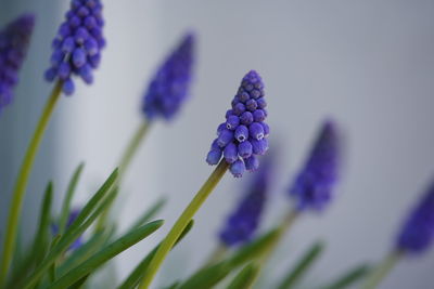 Close-up of purple flowering plant