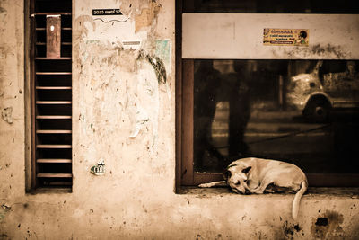 Close-up of dog relaxing outdoors
