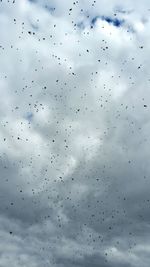 Low angle view of birds flying against sky