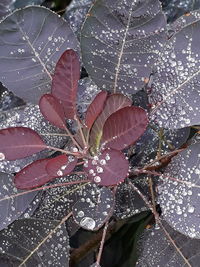 Close-up of raindrops on leaves