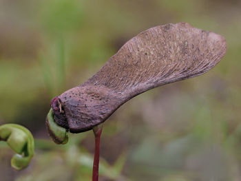 Close-up of mushroom growing on plant