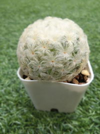 Close-up of succulent plant on field