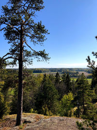 Trees on landscape against clear blue sky