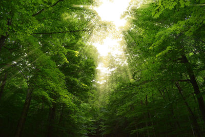 Low angle view of sunlight streaming through trees in forest