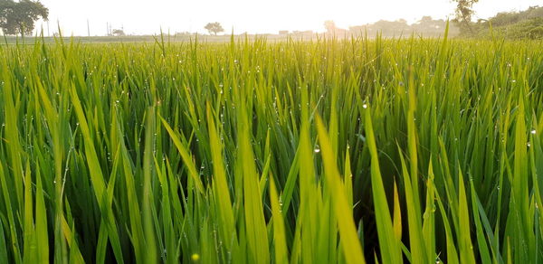 Crops growing on field against sky