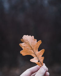 Close-up of hand holding autumn leaf